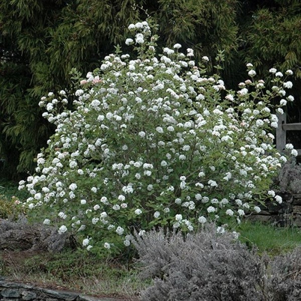 Fragrant Snowball Viburnum carlesii 
