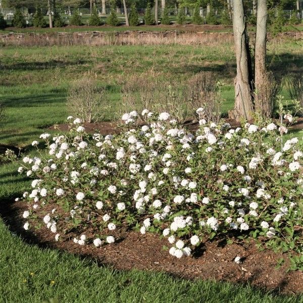 Fragrant Snowball Viburnum carlesii 