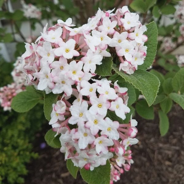 Fragrant Snowball Viburnum carlesii 