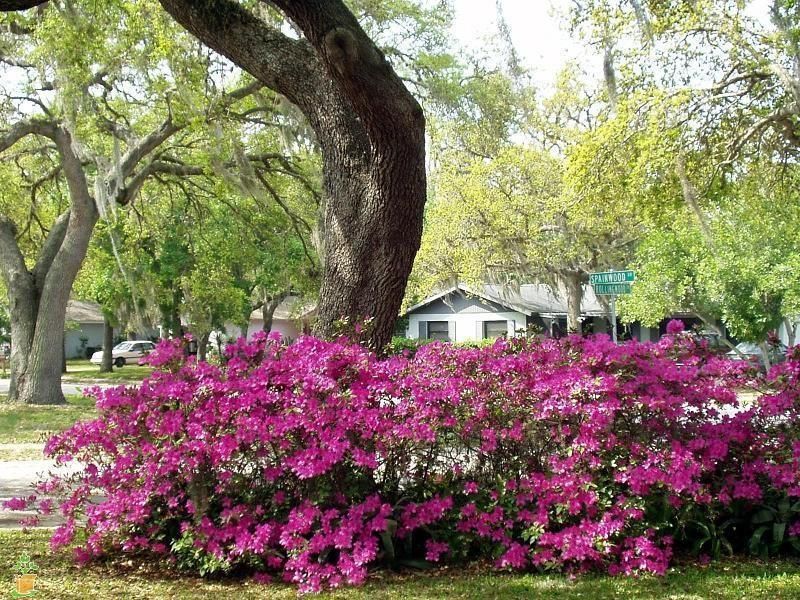 Autumn Royalty Encore Azalea