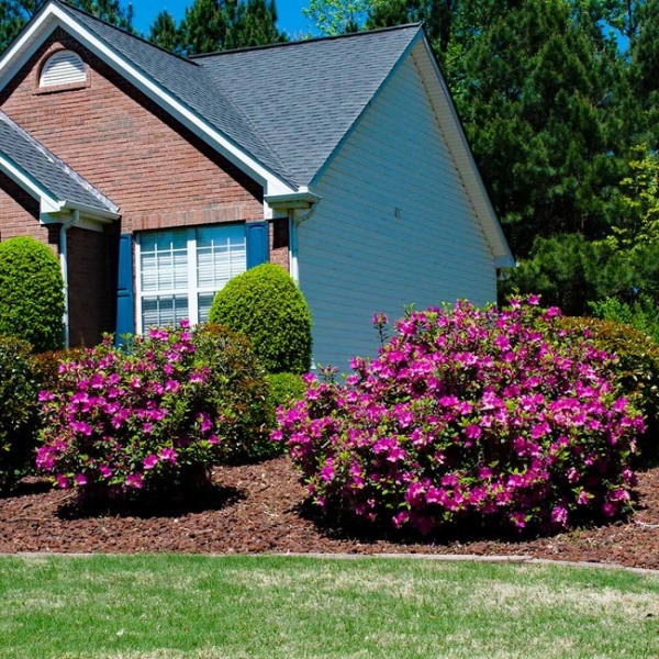 Autumn Royalty Encore Azalea
