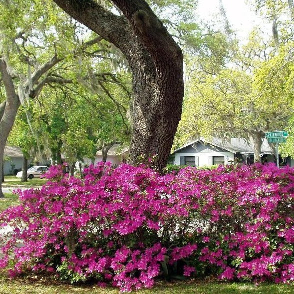 Autumn Royalty Encore Azalea