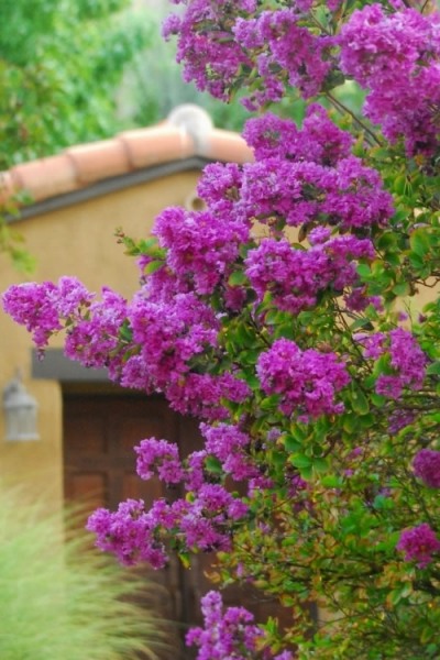 Zuni Purple Crape Myrtle