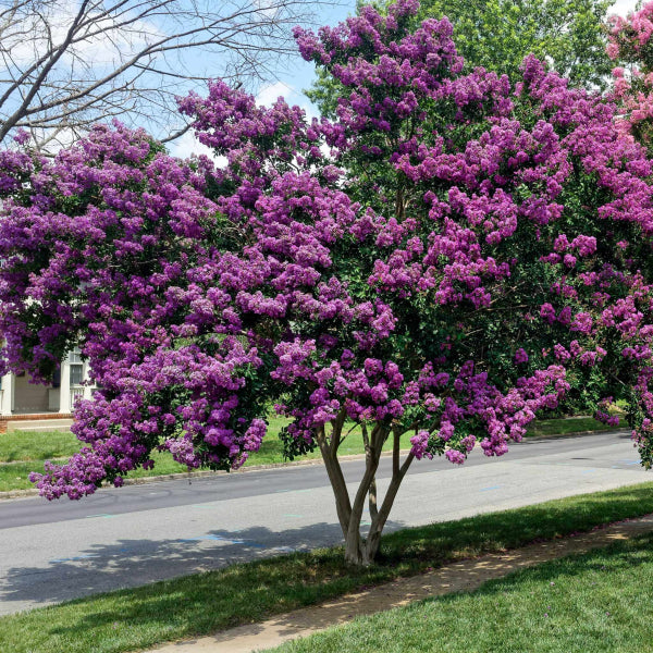 Zuni Purple Crape Myrtle