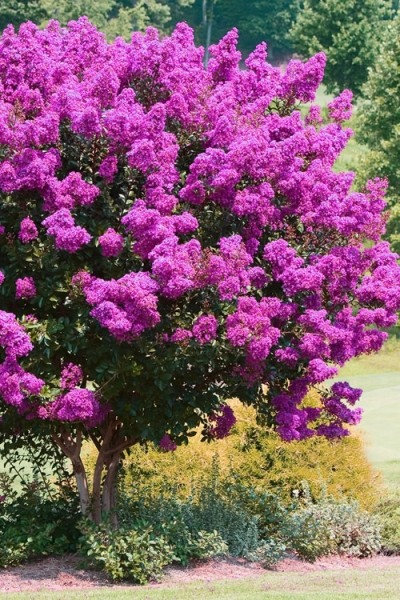 Zuni Purple Crape Myrtle