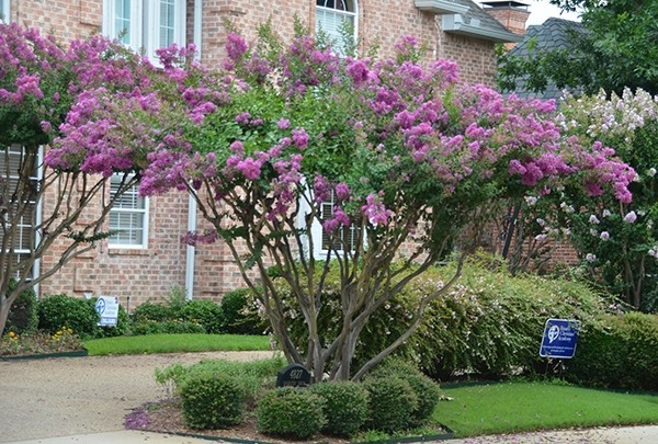 Zuni Purple Crape Myrtle
