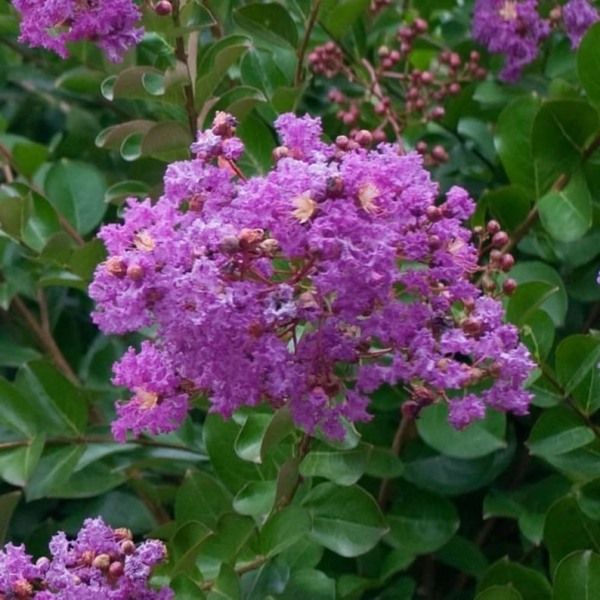Zuni Purple Crape Myrtle
