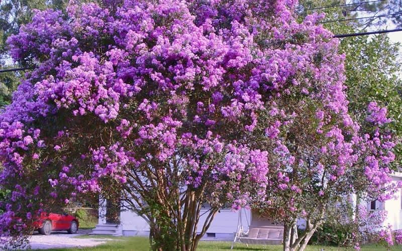 Zuni Purple Crape Myrtle