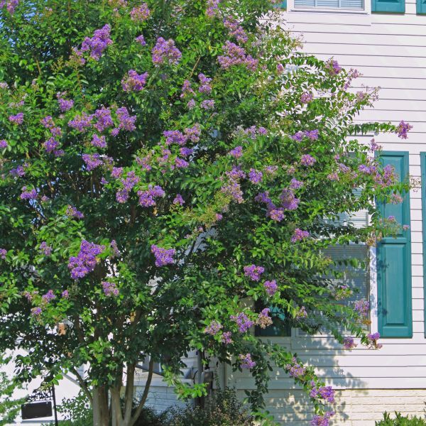 Zuni Purple Crape Myrtle