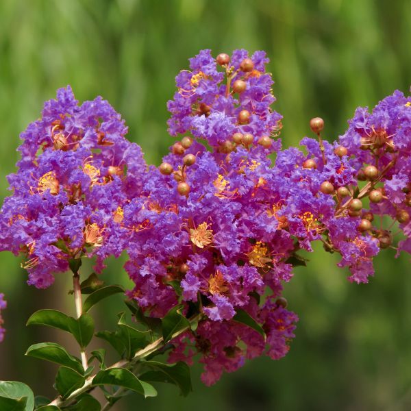 Zuni Purple Crape Myrtle