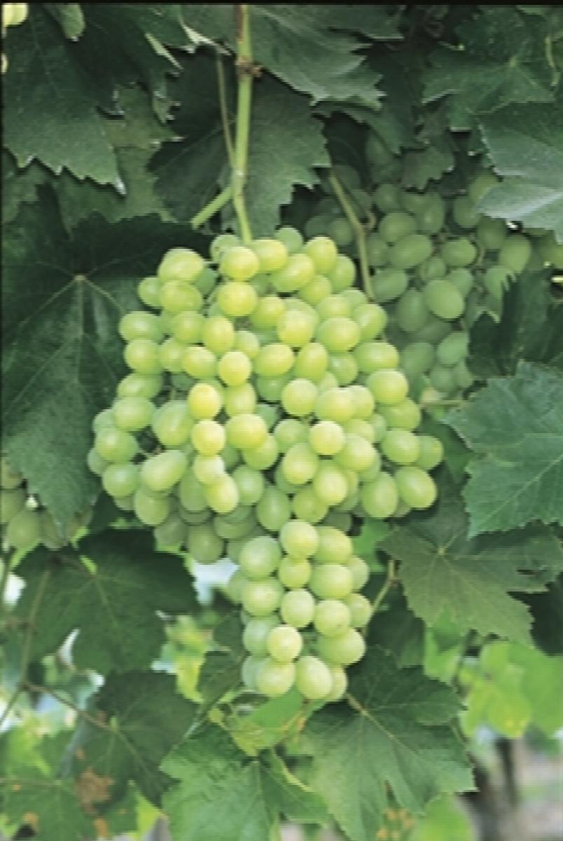 Thompson Seedless Grape Vine