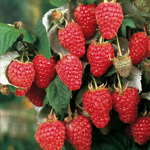 Heritage Raspberry