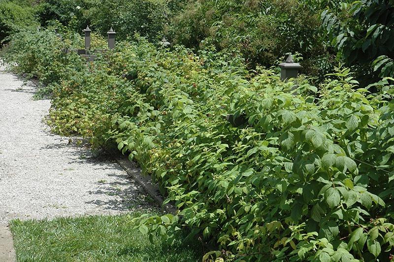 Heritage Raspberry