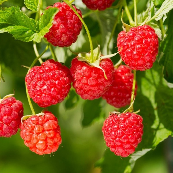 Heritage Raspberry