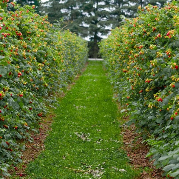 Heritage Raspberry