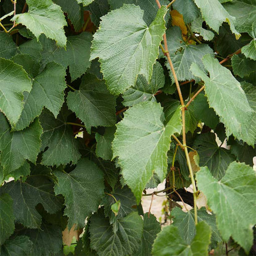 Concord Grape Vine