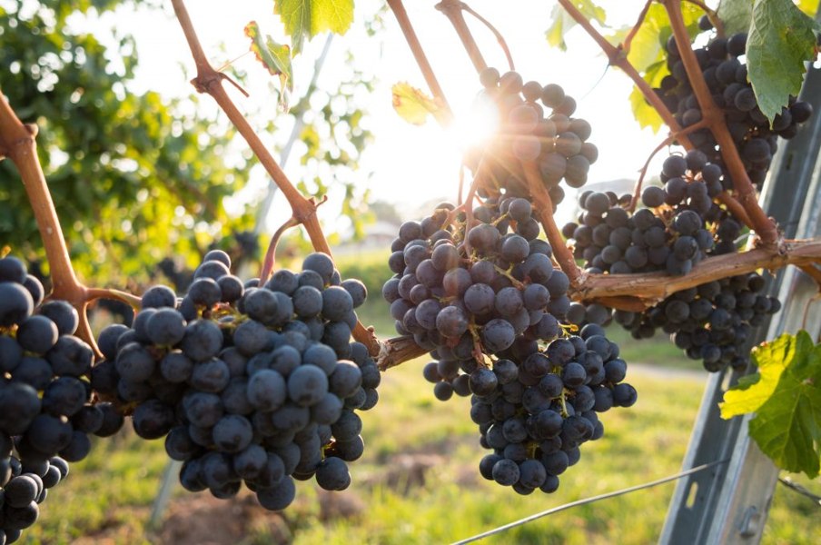 Concord Grape Vine