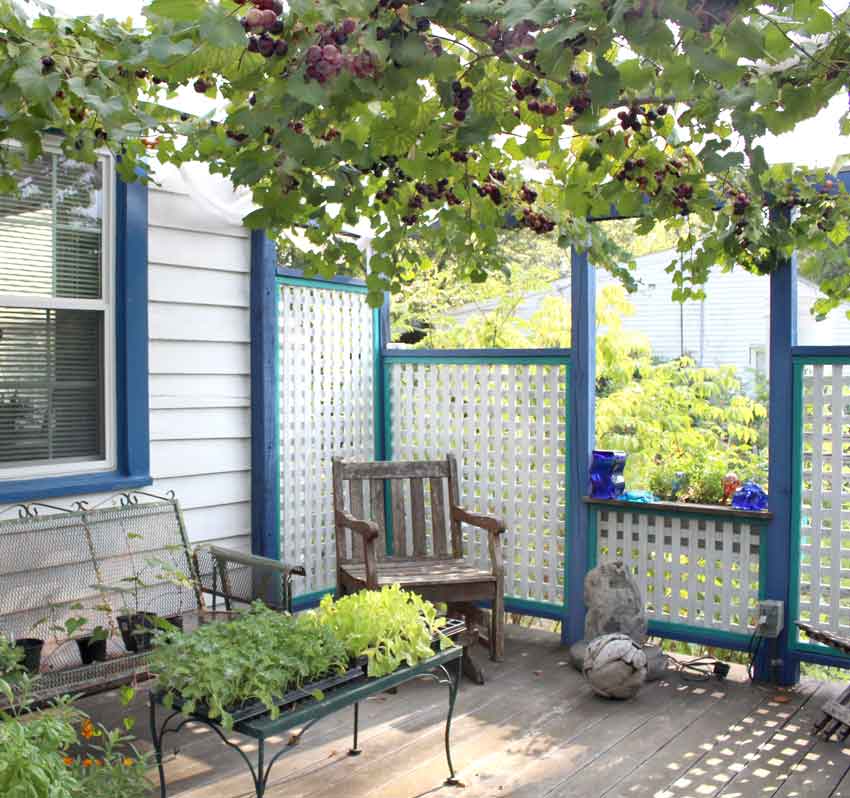 Concord Grape Vine