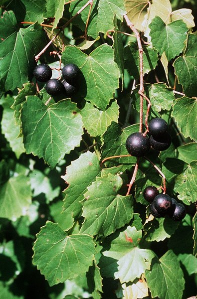Cowart Black Muscadine Grape Vine