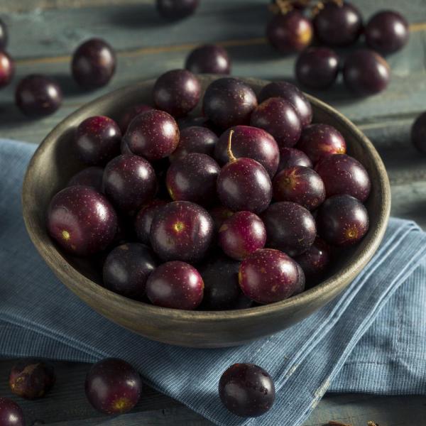 Cowart Black Muscadine Grape Vine