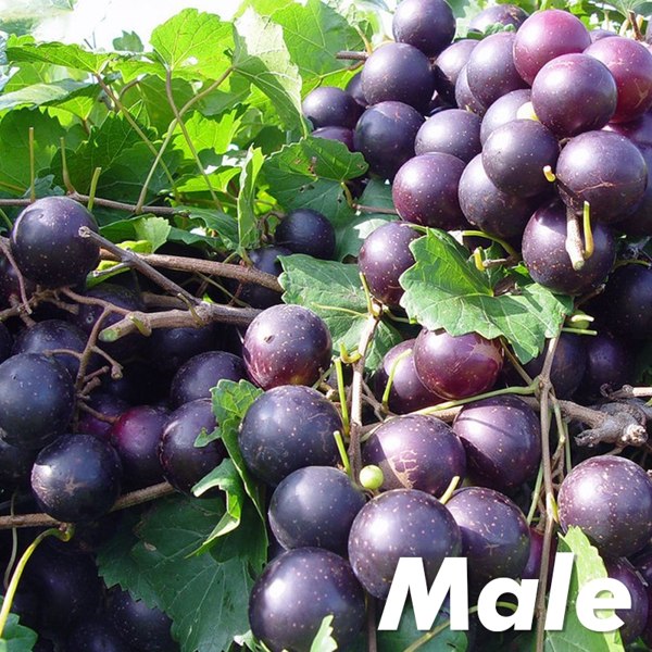 Cowart Black Muscadine Grape Vine