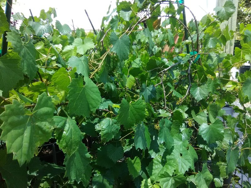 Cowart Black Muscadine Grape Vine