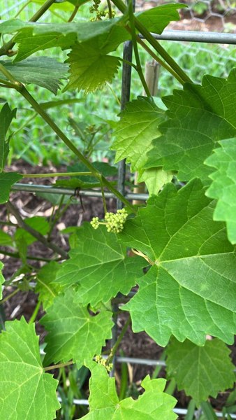 Cowart Black Muscadine Grape Vine
