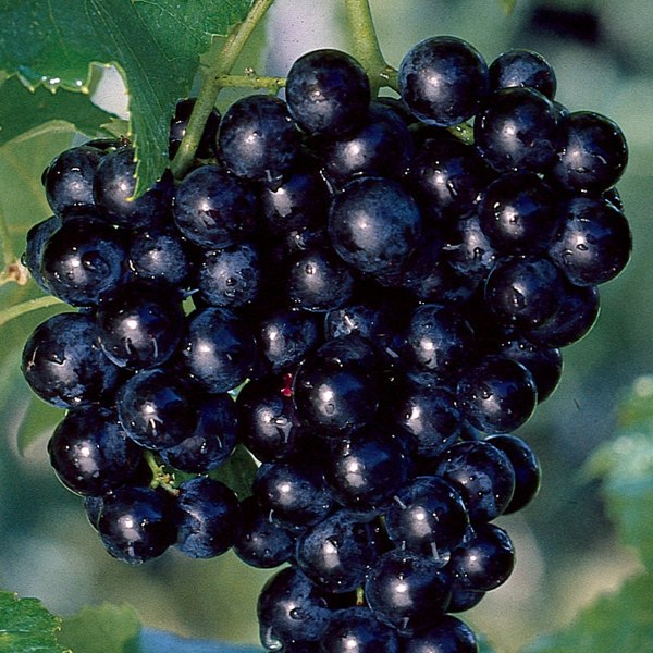 Cowart Black Muscadine Grape Vine