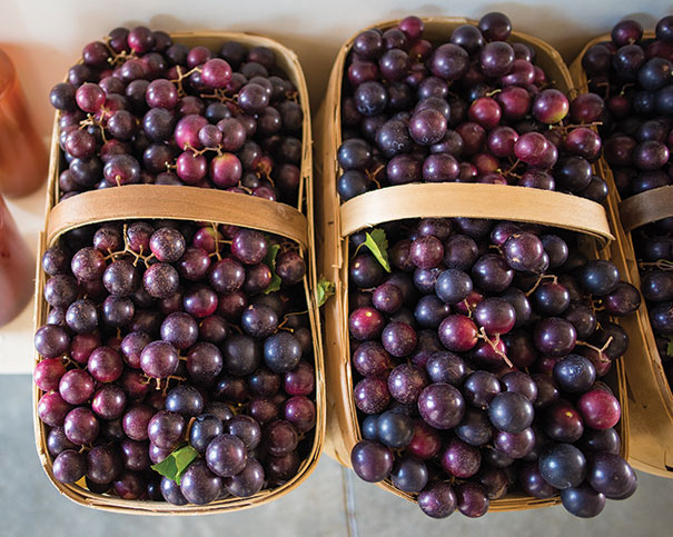 Cowart Black Muscadine Grape Vine