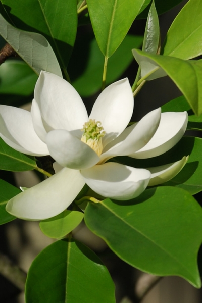 Sweetbay Magnolia