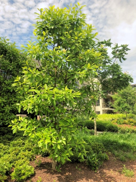 Sweetbay Magnolia