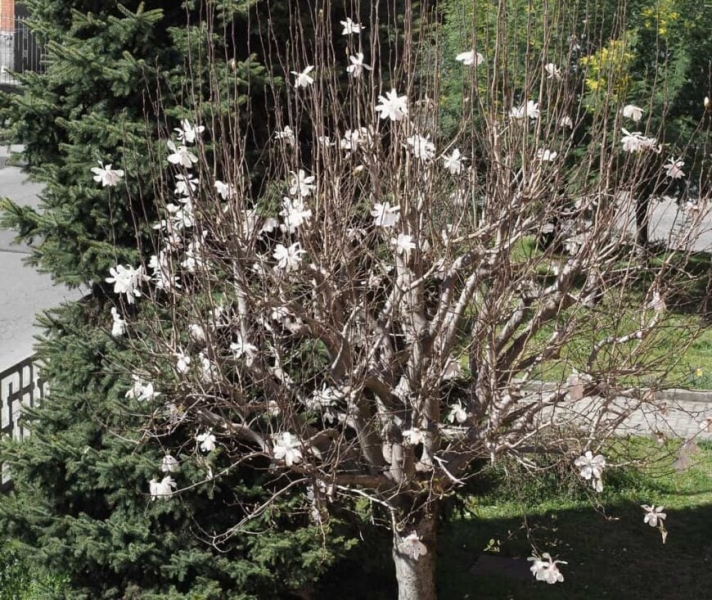 Sweetbay Magnolia