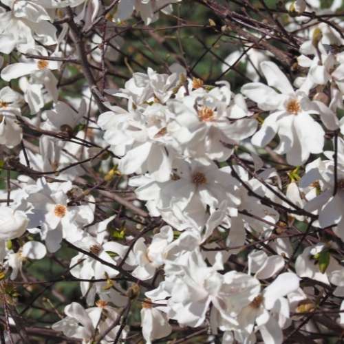 Sweetbay Magnolia