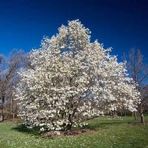 Sweetbay Magnolia