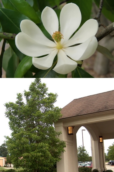 Sweetbay Magnolia