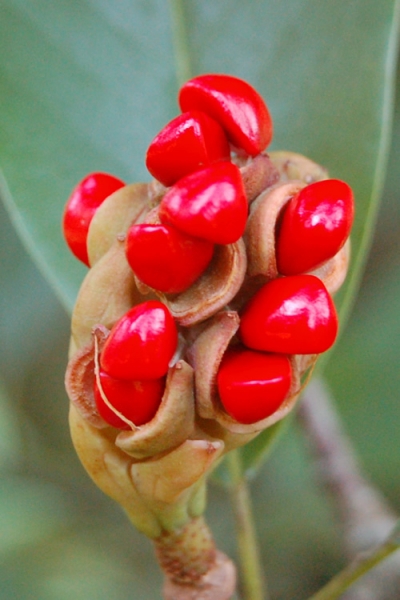 Sweetbay Magnolia