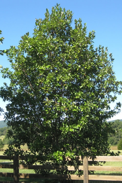 Sweetbay Magnolia