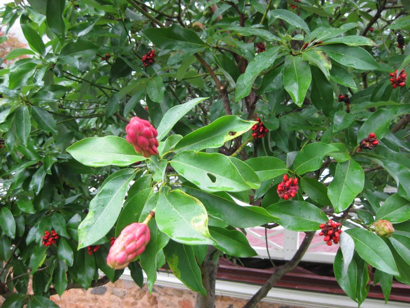 Sweetbay Magnolia