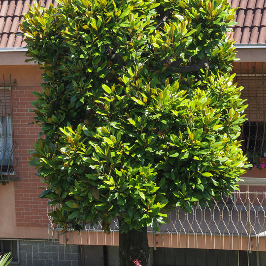 Sweetbay Magnolia