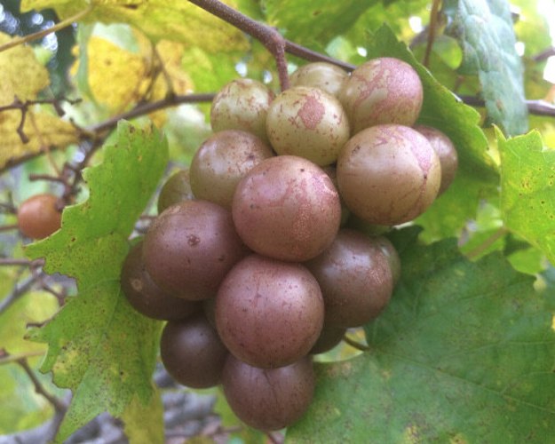 Carlos Bronze Muscadine Grape Vine