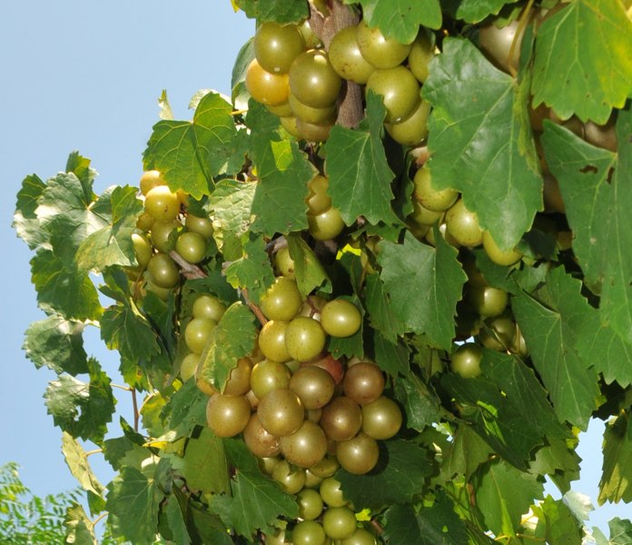 Carlos Bronze Muscadine Grape Vine