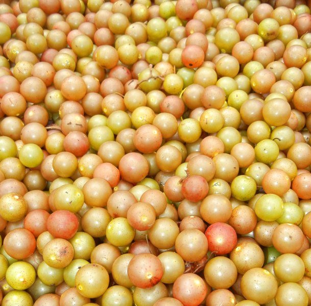 Carlos Bronze Muscadine Grape Vine