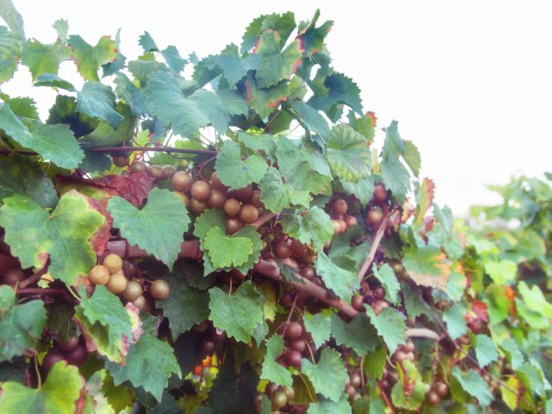 Carlos Bronze Muscadine Grape Vine
