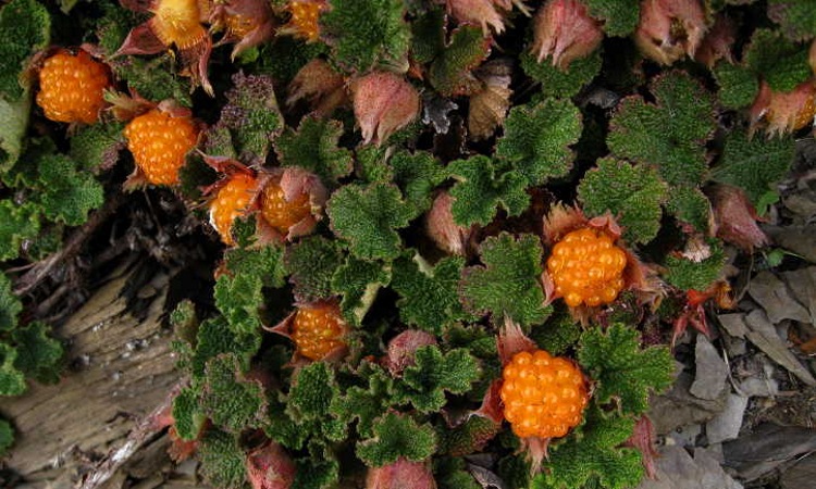 Creeping Raspberry