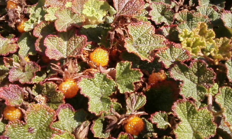 Creeping Raspberry