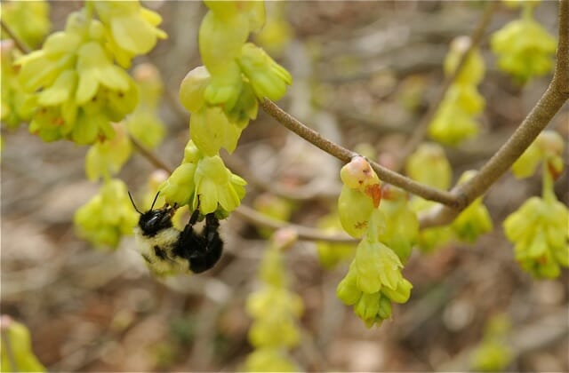 Winterthur Winterhazel