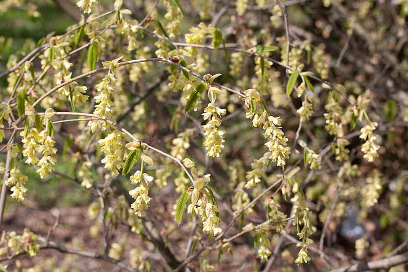 Winterthur Winterhazel