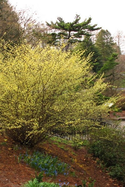 Winterthur Winterhazel