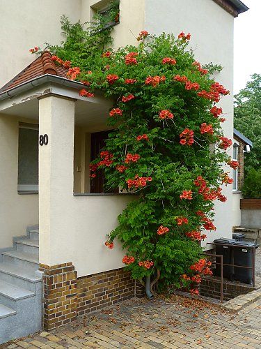 Madame Galen Trumpet Vine