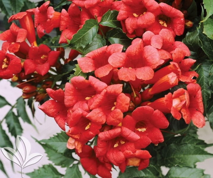 Madame Galen Trumpet Vine